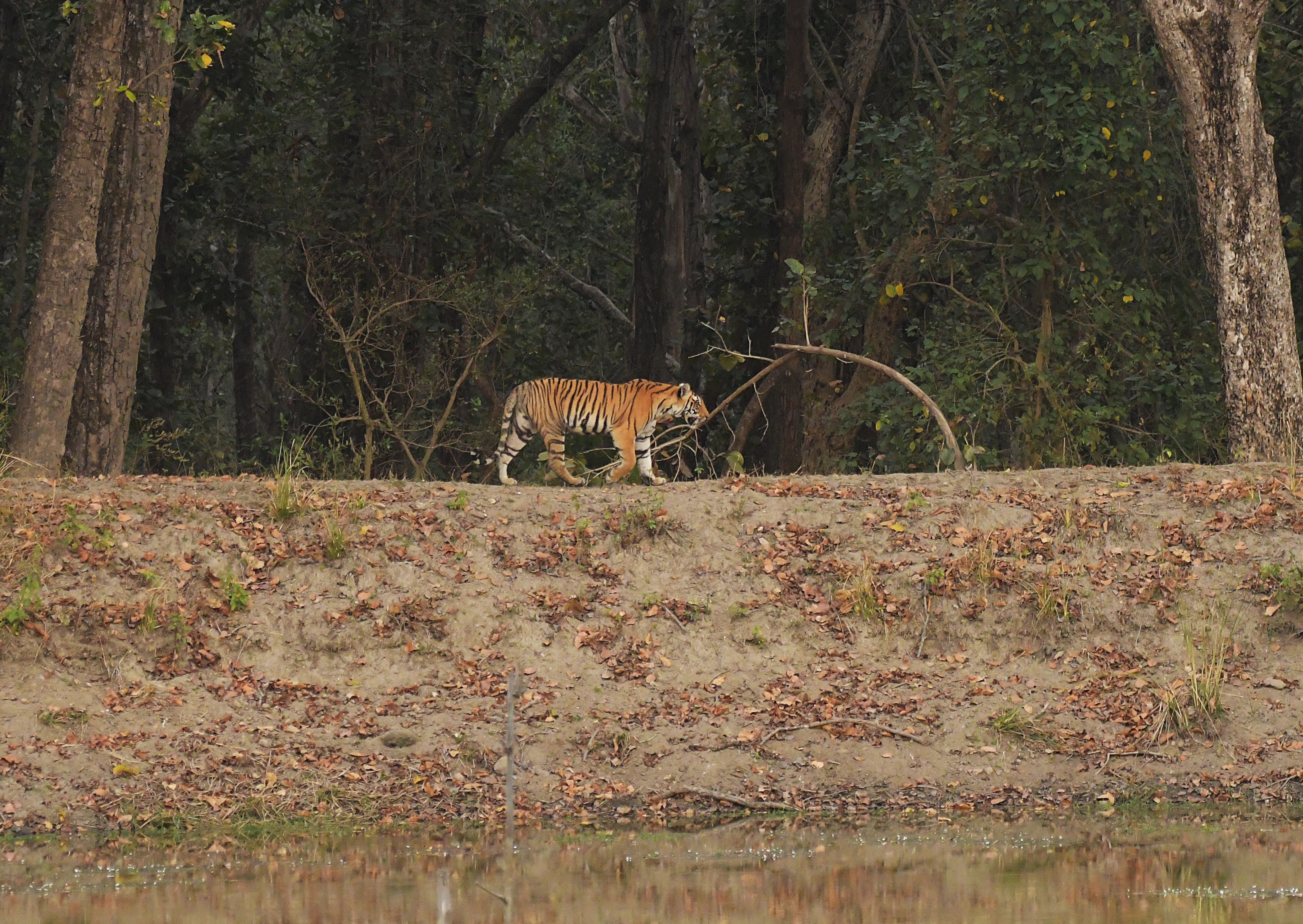 Central India Wildlife