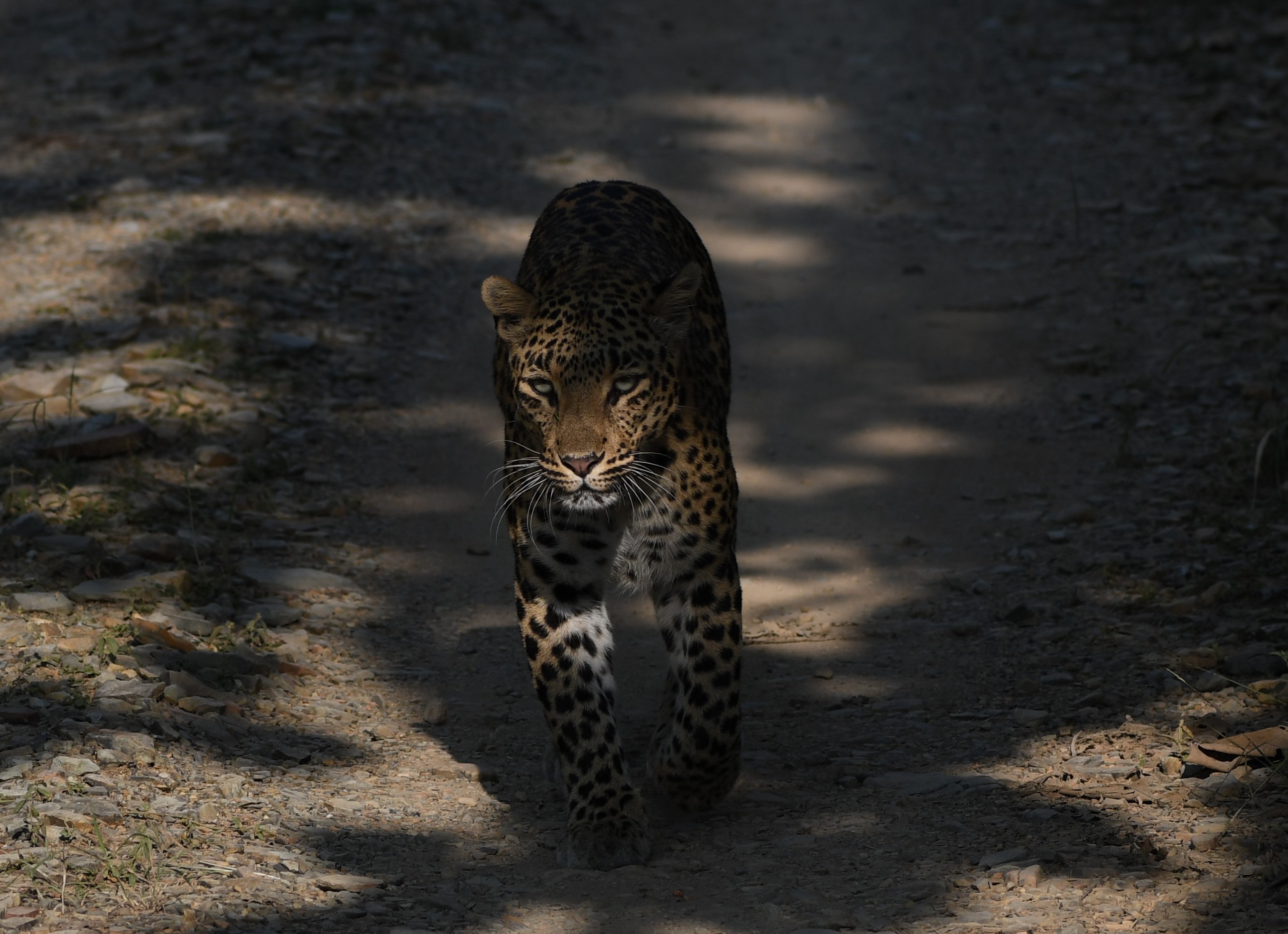 Indian leopard