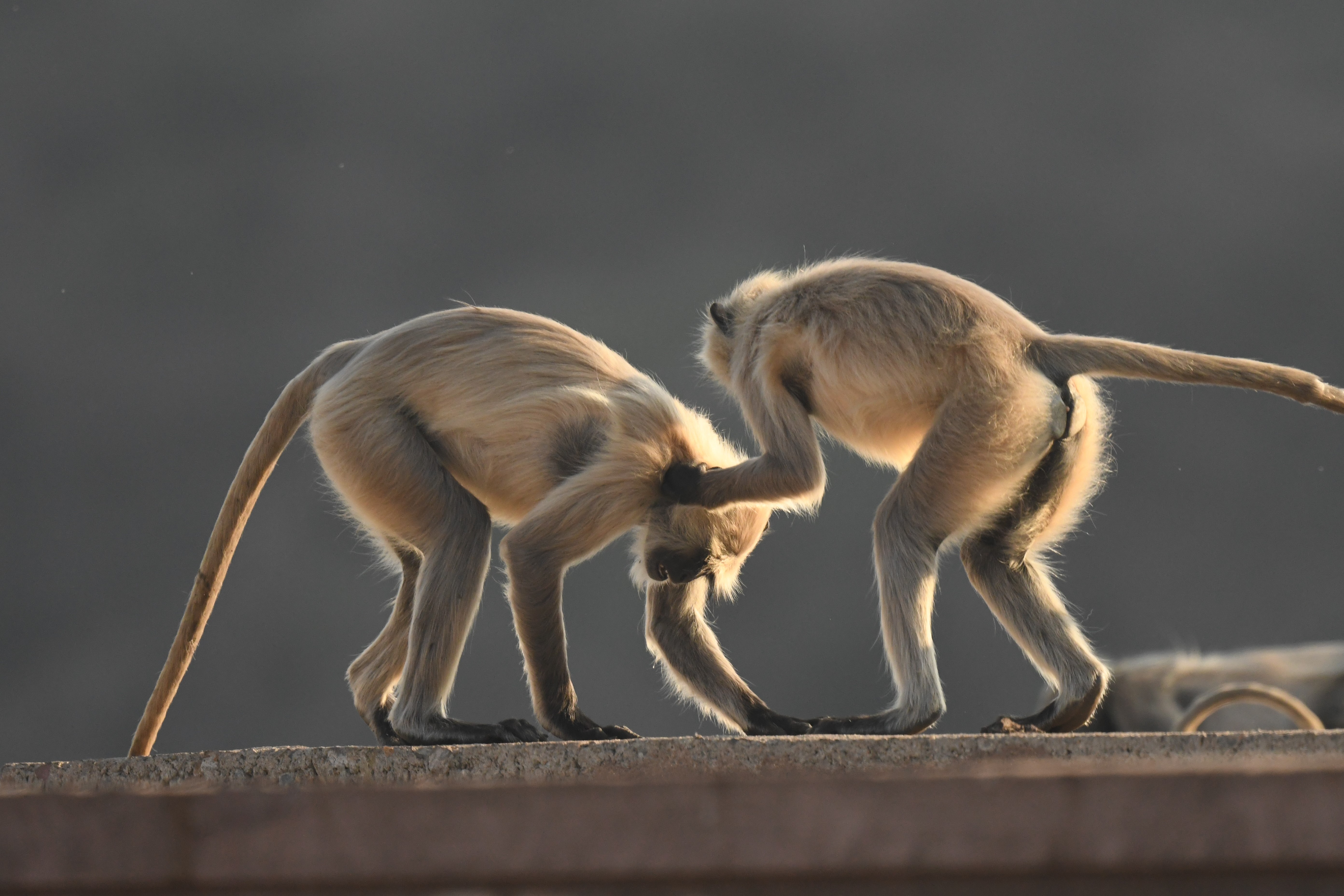 Langur monkey