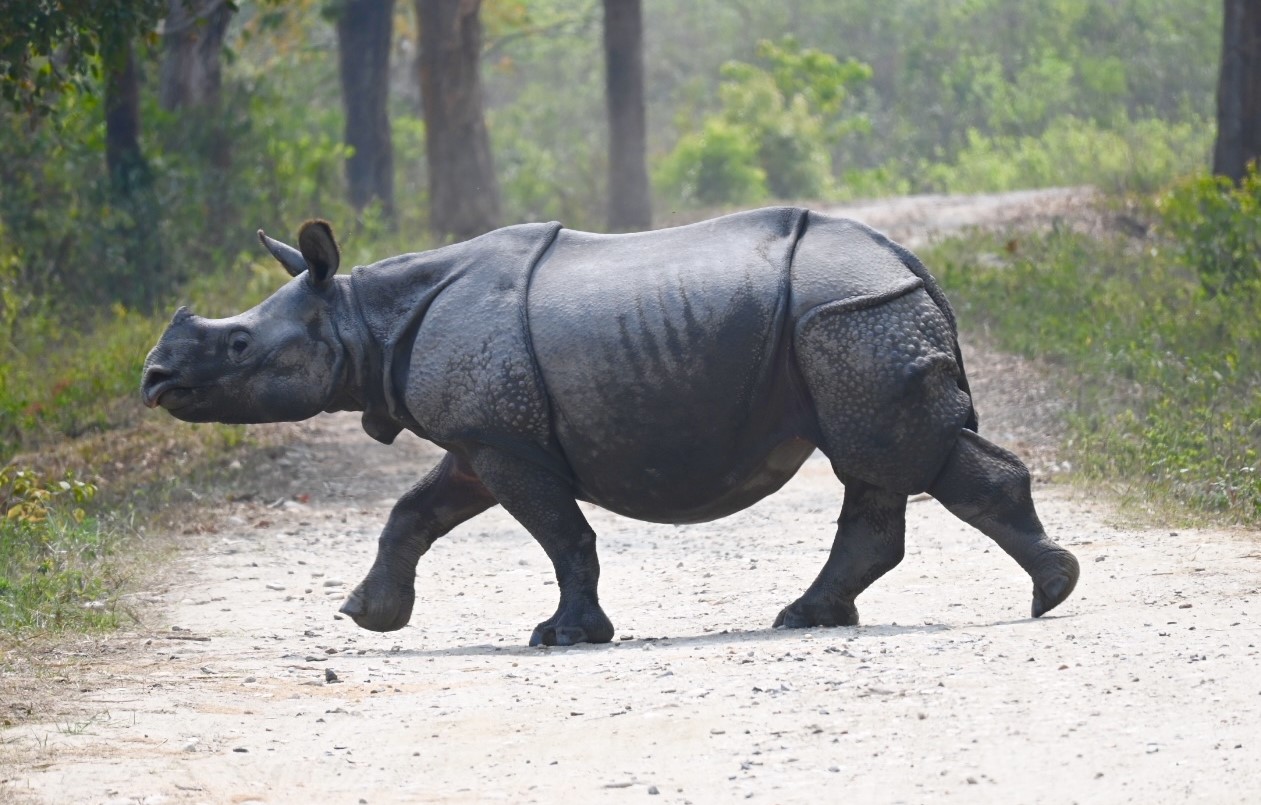 One horned rhino
