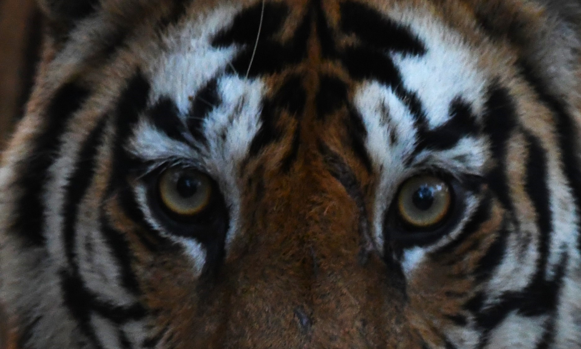 Bengal tiger